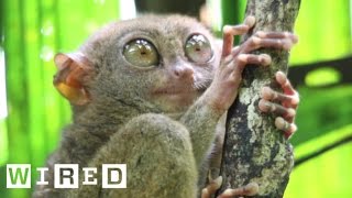 Absurd Creatures  The Tarsier Leaps Like a Superhero Looks Like Yoda [upl. by Ettenor]