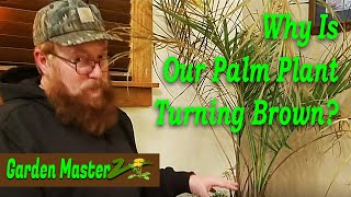 Why Is Our Palm Plant Turning Brown [upl. by Fields]