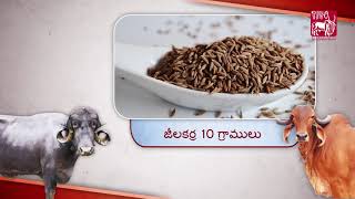 Ethnoveterinary for Indigestion and Bloat Telugu [upl. by Ihdin]