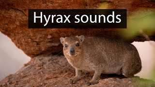 The frightening scream of the rock hyrax  Wildlife sounds [upl. by Llerrot]