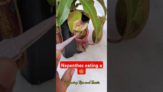 Feeding my Nepenthes a bee 🐝 nepenthesplant pitcherplants carnivorousplants nepenthes [upl. by Eloci542]