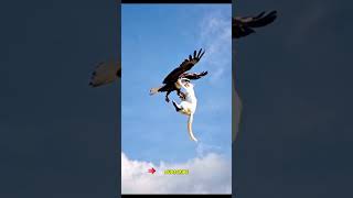 Eagle Cat’s SkyHigh Hijinks Eagle funny best video 💜 🔥 👍 [upl. by Onailerua26]