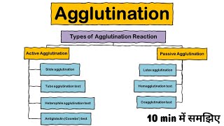 Agglutination Reaction  Types of agglutination  Active  Passive  Microbiology  AgAb Reaction [upl. by Paget]