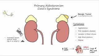 Aldosterone Mechanism of Action [upl. by Sualk827]