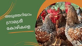 അടുത്തറിയാം ഗ്രാമശ്രീ കോഴികളെ  mallufarmtech poultry muttakozhi youtube [upl. by Farlee]