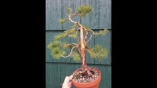 dwarf alberta spruce bonsai trees 5 styles types how to [upl. by Nolita809]