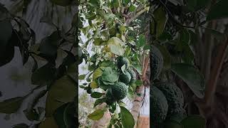 Kaffir lime banuammachigarden [upl. by Ellivnarg]