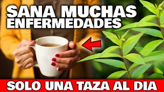 ENFERMEDADES que SANAN con el TÉ de CEDRÓN o HIERBA LUISA  Usos Cultivar y Plantar en el Jardín [upl. by Rakia]