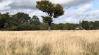 Barkley the wire haired Dachshund spots a Kestrel [upl. by Disario]