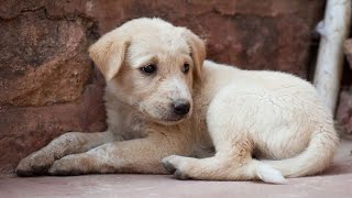 tujh se hi sikha maine 🐶 entertainment song [upl. by Nomael]