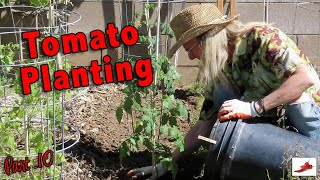 Planting your Tomato Plants in your Garden April2024 [upl. by Dreeda]