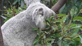 Phascolarctos cinereus Koala Feeding amp Climbing [upl. by Star696]