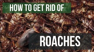 How To Get Rid of Cockroaches Guaranteed 4 Easy Steps [upl. by Mcarthur]