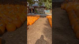 Saunders Farm Pumpkinfest 2024 [upl. by Tobye]