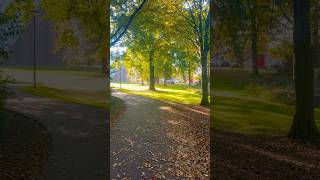 Sunny Morning and beautiful morning walk morning netherlands shortvideo [upl. by Ocram]