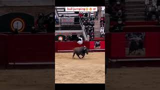 Is bull fighting still popular in Spain 🔥🔥😍 bull [upl. by Zat220]