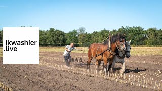 Belgisch trekpaard aan het werk op vrije ploegdag Ju met ’t peird  ikwashierlive in Merksplas [upl. by Bora]