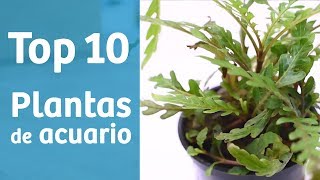 TOP 10 PLANTAS 🔟🌿 Ideas para tu acuario plantado [upl. by Lashonde]