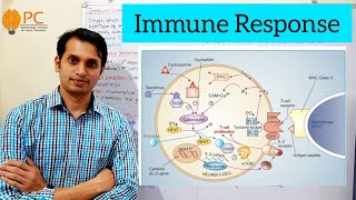 Immunosuppressant Drugs Part 1 Immune Responses and Mode of Action of Immunosuppressant drugs [upl. by Nonnahc349]