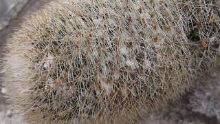 How to remove Mealybugs from VERY spiny or hairy Cactus Plants [upl. by Kaela]