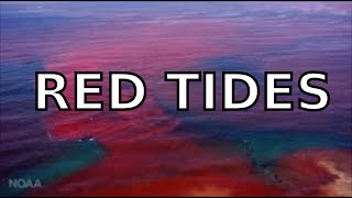 What are RED TIDES All about red tides and dinoflagellates [upl. by Enelime521]