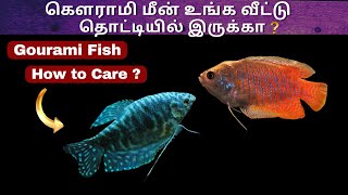 Gourami Fish Care in Tamil  Aqua shots  AS [upl. by Oidacra]