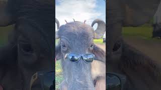 👀 funnymemes shortsvideo agro humormemes humor pecuaria vaca funnymeme [upl. by Clemens967]