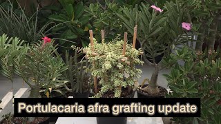 portulacaria afra grafting update [upl. by Masuh244]