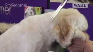 Grooming Guide  Cockapoo Pro Groomer [upl. by Mazel]