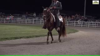 Missouri Fox Trotter  MFTHBA Futurity 3 Years 2016 open Finale [upl. by Damick]