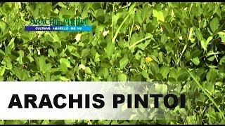 Série Cultivares  Arachis Pintoi [upl. by Htidirrem]