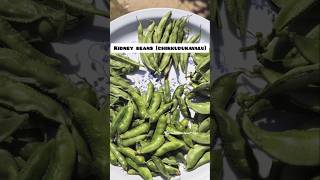 Kidney beans chikkudukayaharvest on our terrace gardenorganicterracegardening garden [upl. by Furiya]