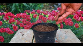 How To Grow Carnations From Seed Full Update  How to Collect Carnations Seeds  Start to End [upl. by Nolahc]