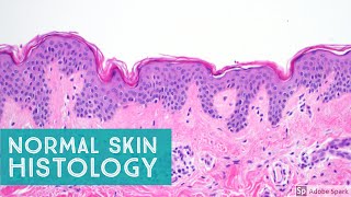 Normal Skin Histology  Explained by a Dermatopathologist [upl. by Ancelin]