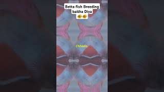 Betta fish Breeding baitha Diya🐠🐠sony shorts trending guppyfish ytshorts betta tamil song [upl. by Ray]