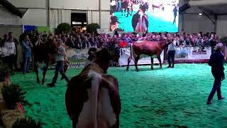 Dairy Grand Prix 2024  MaishofenSalzburg [upl. by Aierb265]