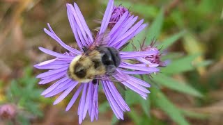 Bee Frenzy 4K Pollination in Action on Aster Flowers in 4K [upl. by Ahtibat]