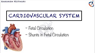 Fossa ovalis in heart  fossa ovalis and foramen ovale  foramen ovale in fetal heart [upl. by Onifled]