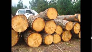 GILL TIMBERS  Exporting RADIATA PINE LOGS [upl. by Odanref]