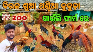 ବିରଳ ଶୁଆ ଥଣ୍ଟିଆ କୁକୁଡ଼ା ଆମ ଗାଁଉଁଲି ଫାର୍ମ ରେ ❗Aseel Parrot Aseel Murgaviral aseel [upl. by Christis]