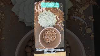 多肉植物換盆  薄葉藍鳥Blue Bird Echeveria desmetiana plantcare pottedplants 多肉植物 plants succulent 盆栽 [upl. by Nnaear]