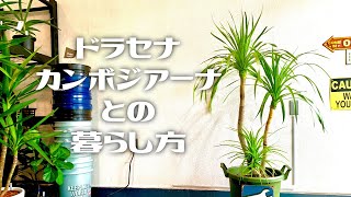 【ドラセナ】ドラセナ・カンボジアーナ《Dracaena cambodiana》との暮らし方【南国の植物専門店STOCKgarden】 [upl. by Nojid744]