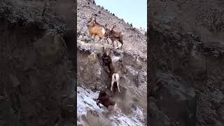 Can ibex climb mountains wildlife animals [upl. by Alves201]