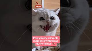 funny cats and dogs videos 2024 fyp cat [upl. by Raskin613]