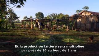 Le Projet Livelihoods Mont Elgon  Kenya VFST [upl. by Oznole]