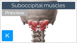 Overview of the suboccipital muscles preview  Human Anatomy  Kenhub [upl. by Allecram]