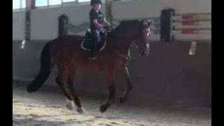 wwwsporthorsesonlinecom 2004 Holsteiner gelding sold [upl. by Herwig]