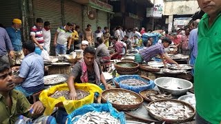 Wondrous Fish Market  Biggest Fish Market In Old Dhaka Bangladesh [upl. by Philana]