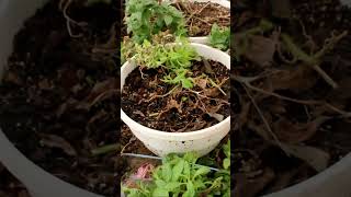 How to Propagate Petunias From Cuttings in 3 Steps alexagarden garden gardening petunia [upl. by Nyrok]