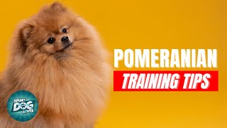 How to Train Your Pomeranian  Best Pomeranian Puppy Training Tips [upl. by Camille]